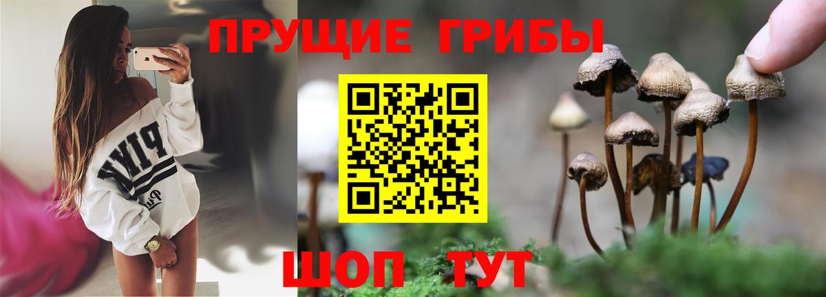 Большой Камень  Галлюциногенные грибы Psilocybe  Вход с VPN 